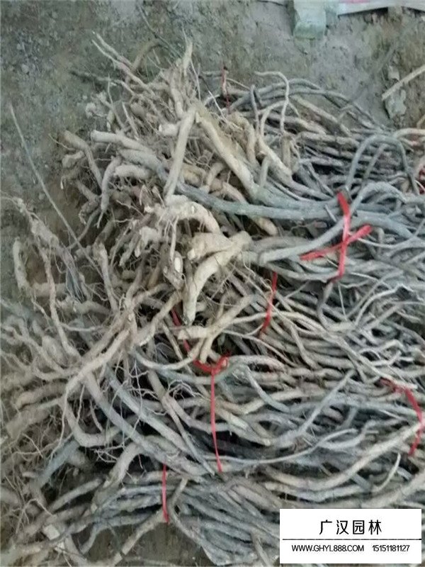 凌霄怎么繁殖？(圖3)