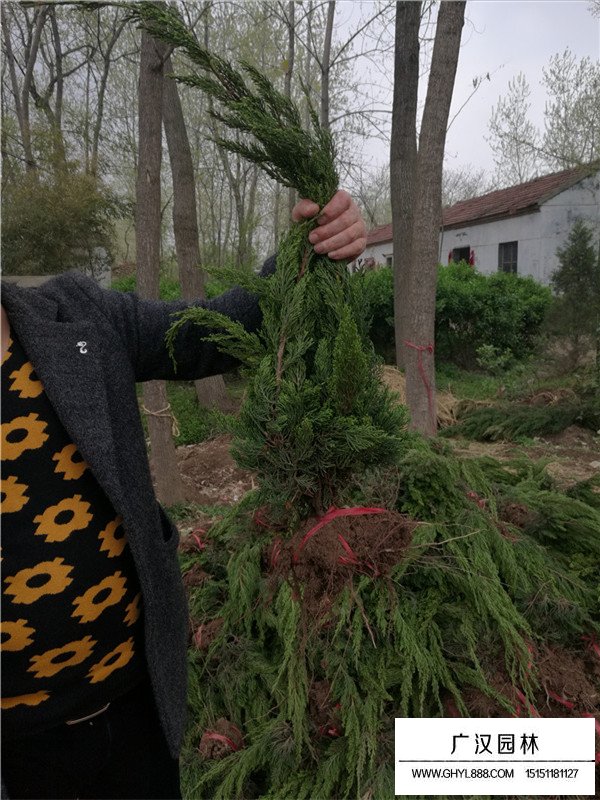 龍柏小苗哪里多？(圖1)