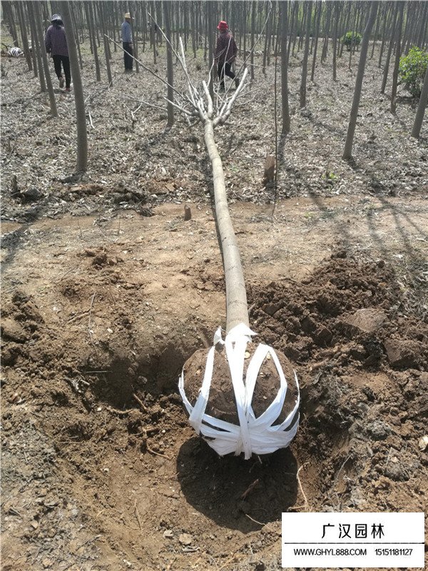 欒樹的最新價格(圖2)