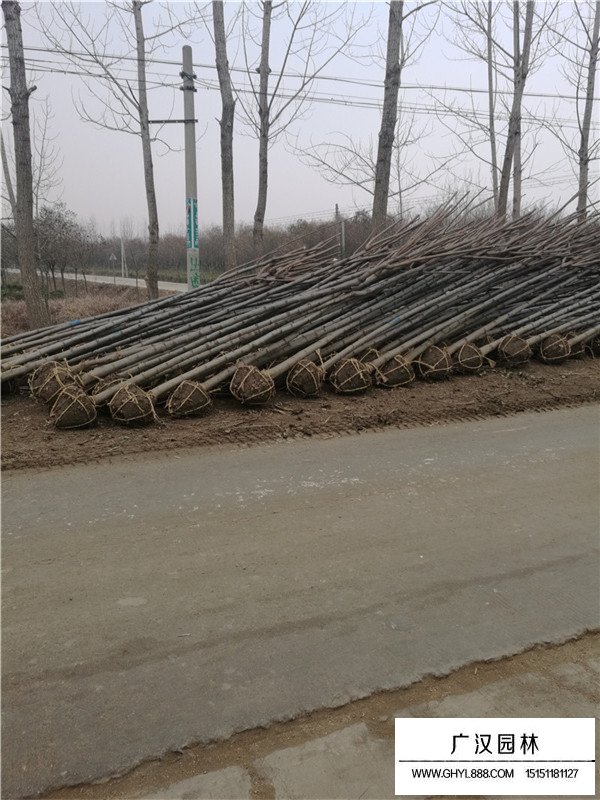 欒樹的最新價格(圖3)