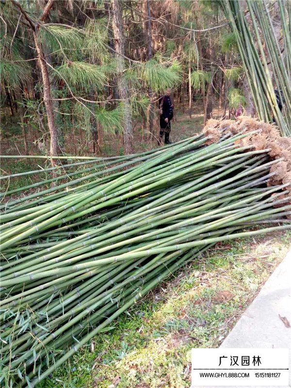毛竹批發(fā)(圖1)