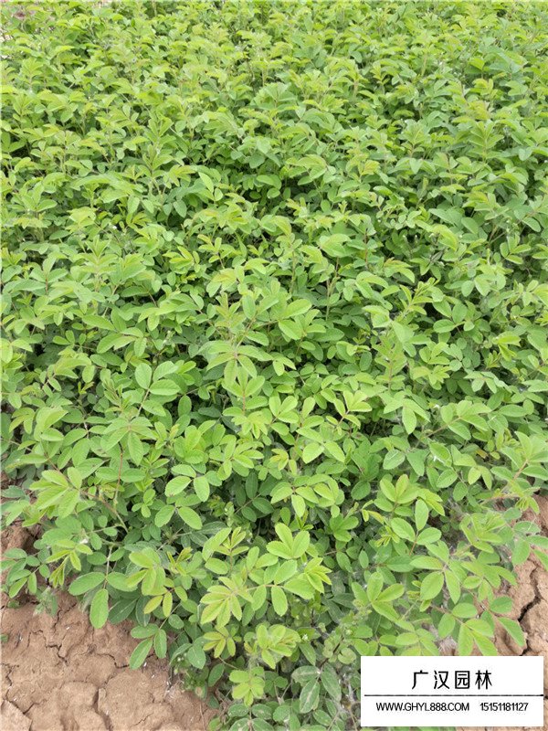 玫瑰花批發(fā)(圖3)