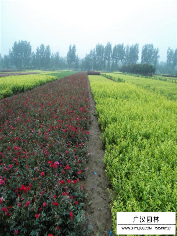 玫瑰小苗價格(圖1)