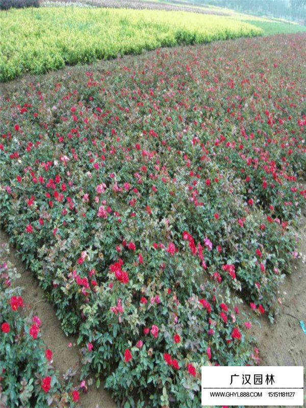 玫瑰小苗價格(圖2)