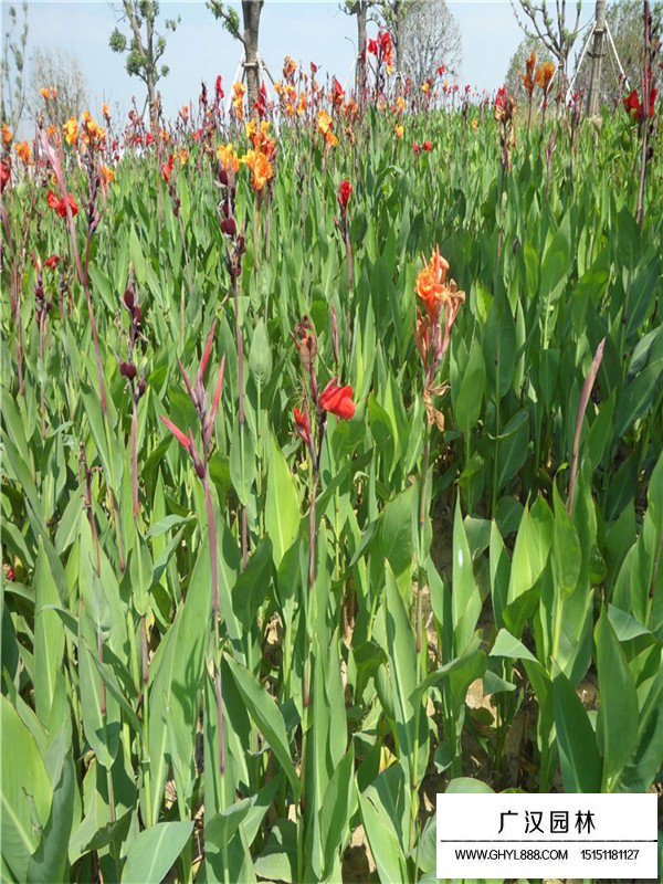 美人蕉價格(圖2)