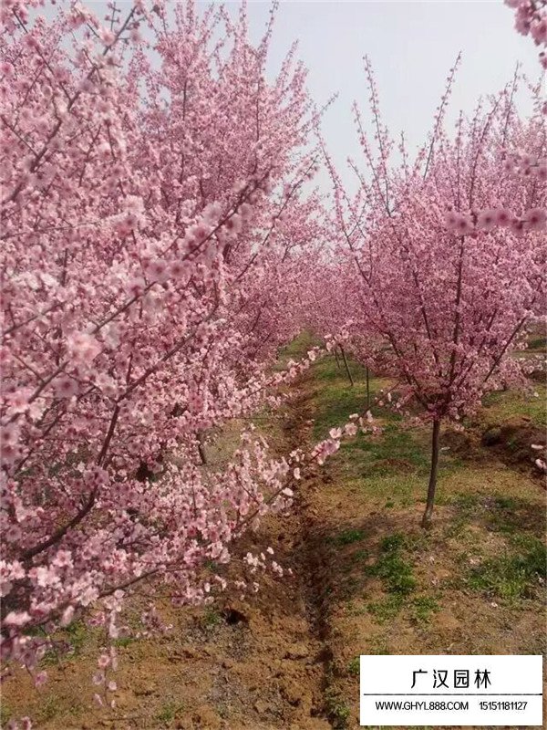 美人梅批發(fā)(圖1)