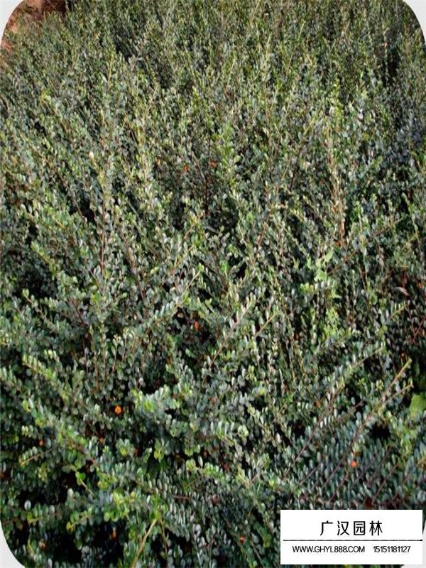 平枝栒子怎么養(yǎng)(圖2)