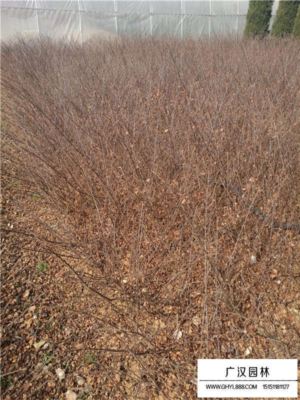 平枝栒子怎么養(yǎng)(圖3)