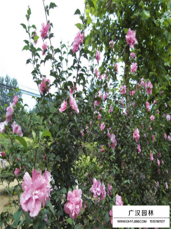 木槿批發(fā)(圖2)