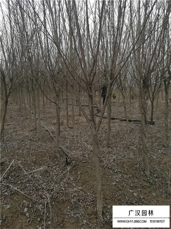 木槿批發(fā)(圖1)