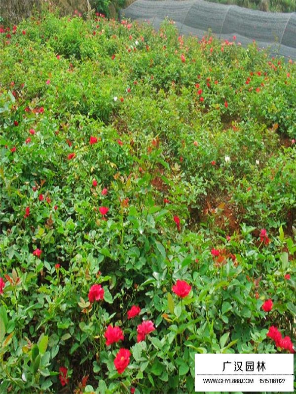 品種月季價格(圖2)