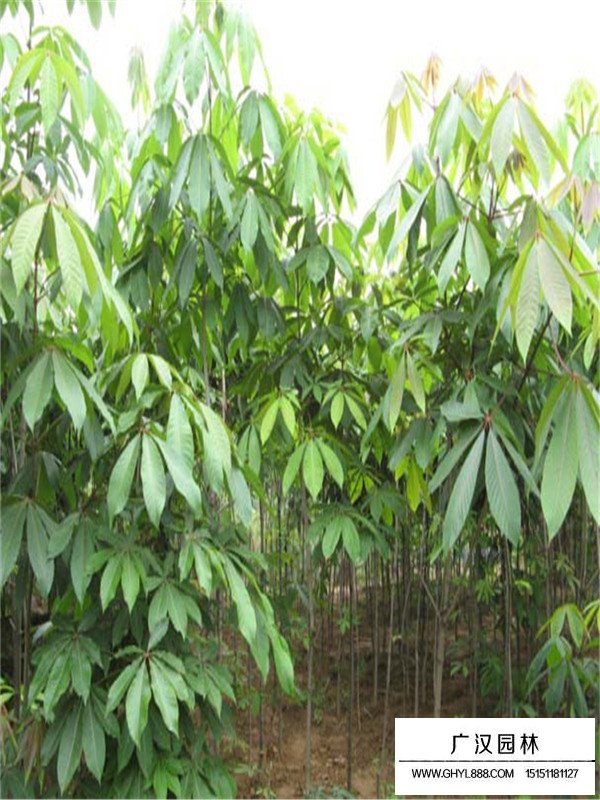 七葉樹用處以及生長環(huán)境(圖2)