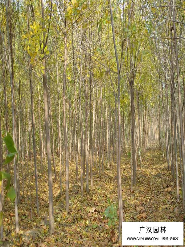 千頭椿經(jīng)濟(jì)價(jià)值和景觀用途(圖1)