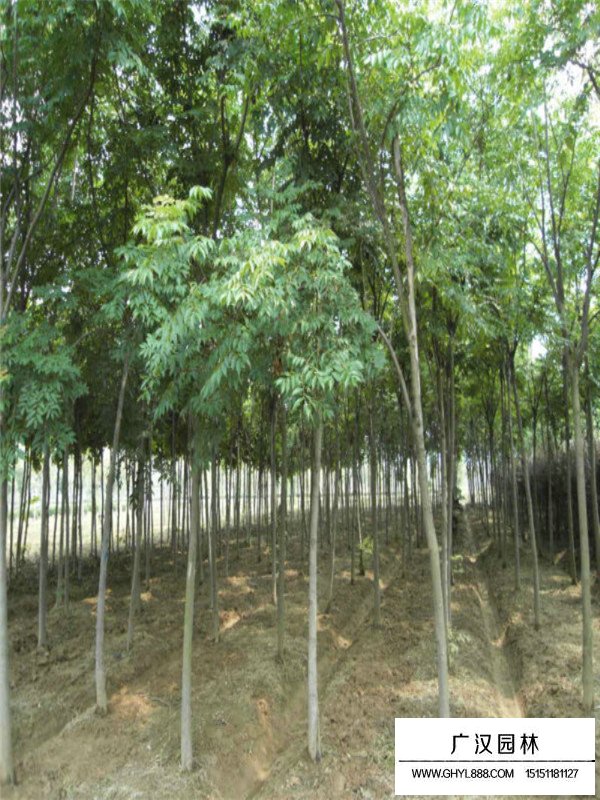 千頭椿小苗死亡原因(圖3)