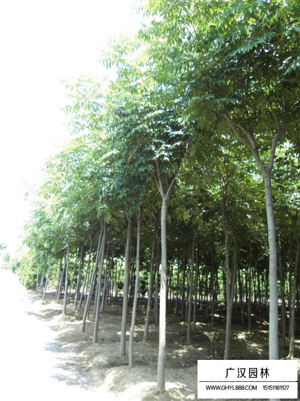 千頭椿小苗死亡原因(圖4)