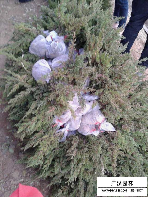 鋪地柏小苗養(yǎng)殖(圖3)