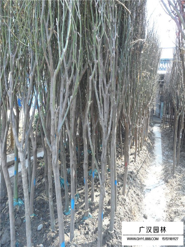 青楓樹種植養(yǎng)護細節(jié)(圖2)