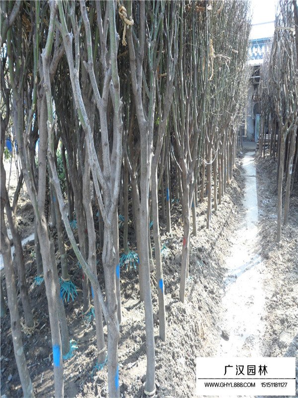 青楓樹種植養(yǎng)護細節(jié)(圖3)