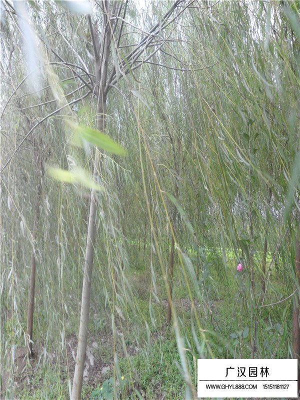 青皮垂柳價格(圖2)