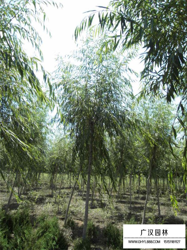 青皮垂柳價格(圖4)