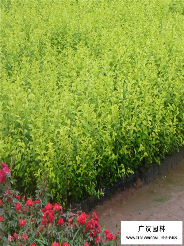 日本女貞產(chǎn)地在哪里(圖2)