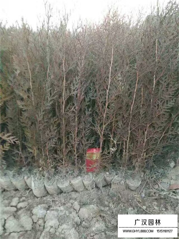 扁柏樹(shù)介紹(圖1)