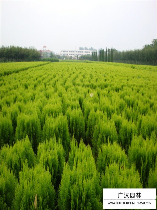 灑金柏床苗(圖2)