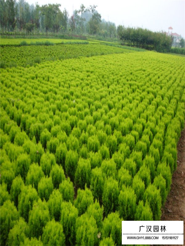 灑金柏床苗(圖4)