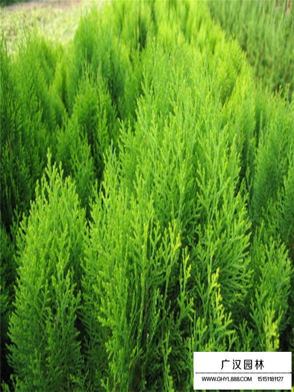 2022灑金柏價格(圖3)