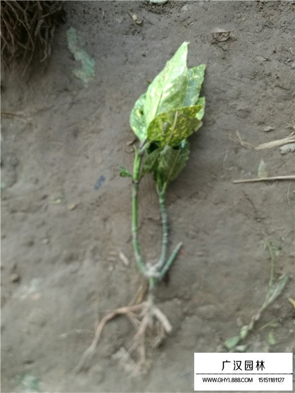 灑金珊瑚小苗(圖1)