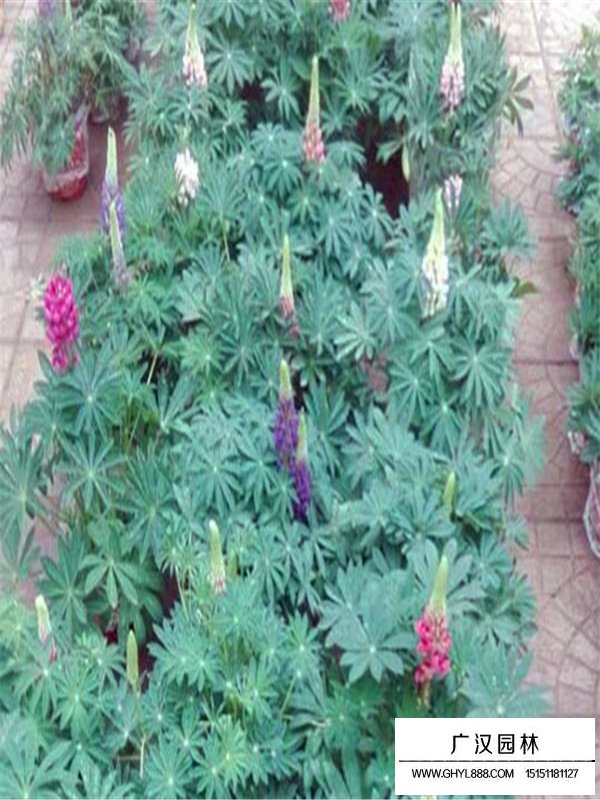 魯冰花容易繁殖嗎(圖3)