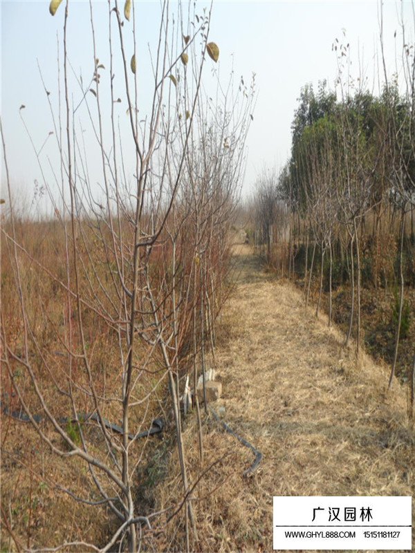 木瓜樹(shù)功效(圖3)