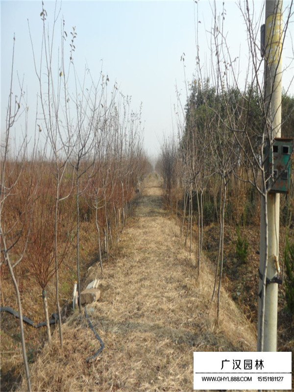 木瓜樹綠化價值(圖3)