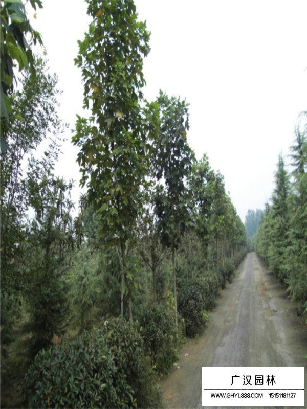 十大功勞小苗(圖2)