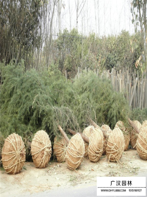 雪松有什么價值作用(圖4)