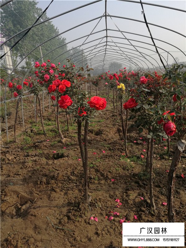 樹狀月季的養(yǎng)殖方法(圖3)