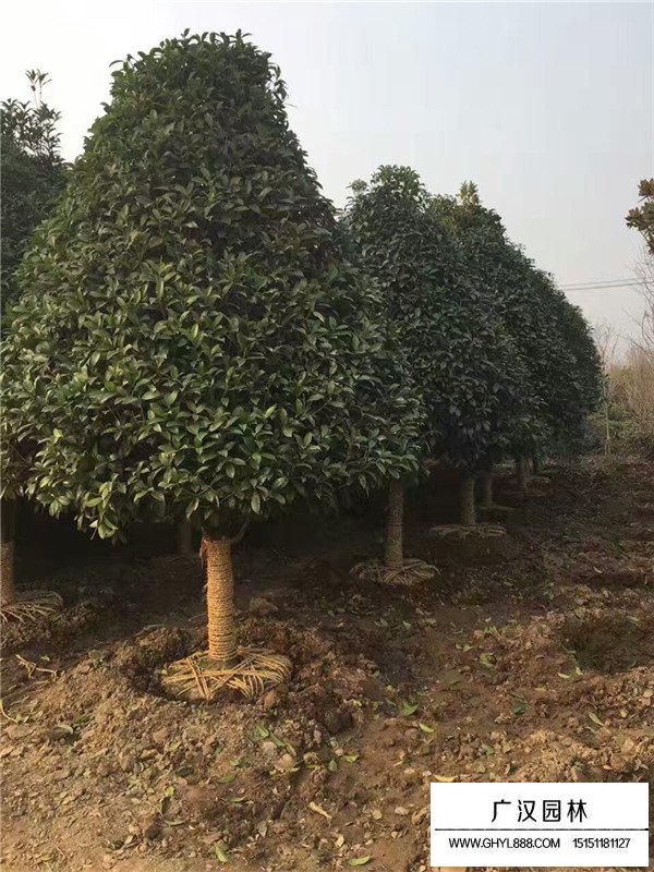 四季桂價(jià)格(圖1)