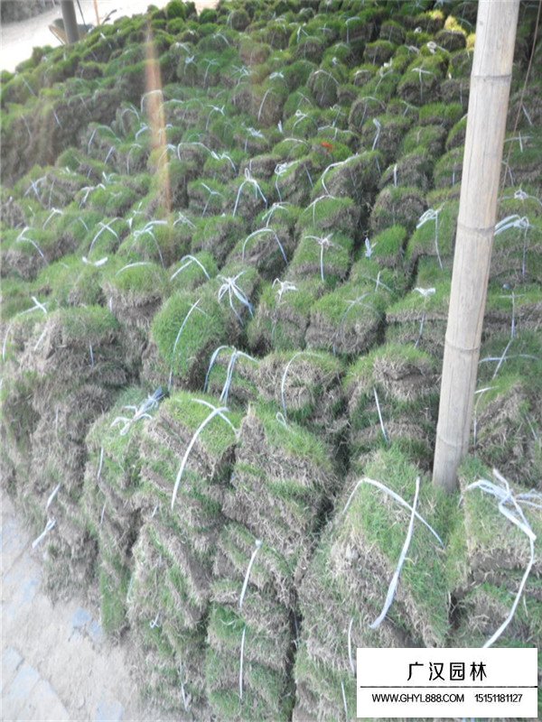 四季青草坪價(jià)格(圖1)