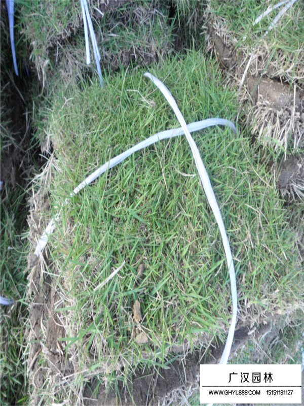 四季青草坪價(jià)格(圖3)