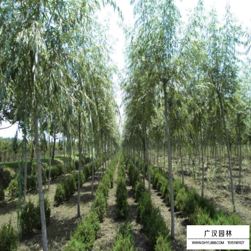 速生柳價(jià)格(圖3)