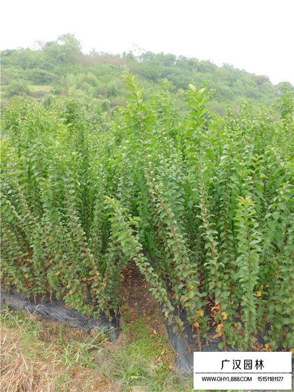 速生紫薇價格(圖3)