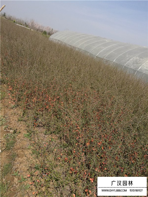 貼梗海棠的種植方法(圖1)