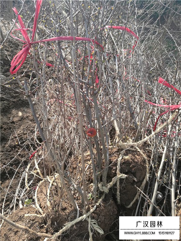 貼梗海棠的價(jià)值(圖3)