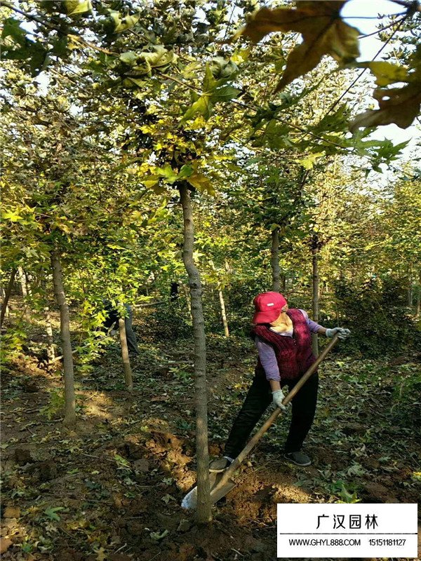 五角楓基地(圖3)