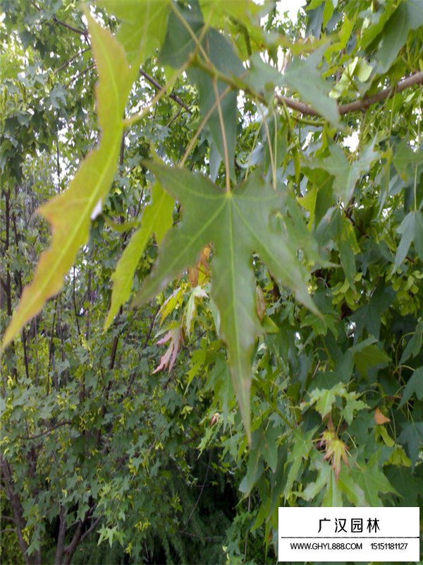 五角楓小苗(圖3)