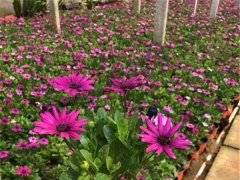 南非萬壽菊