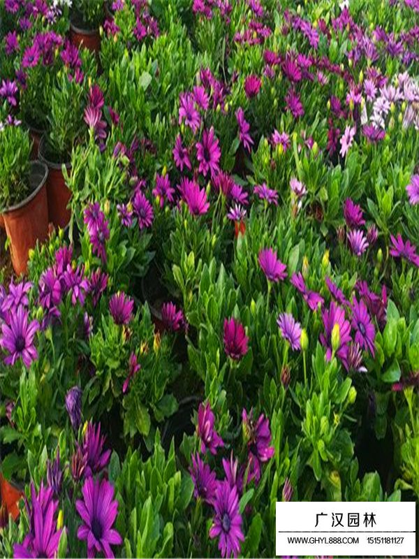 南非萬壽菊主要的價(jià)值(圖2)