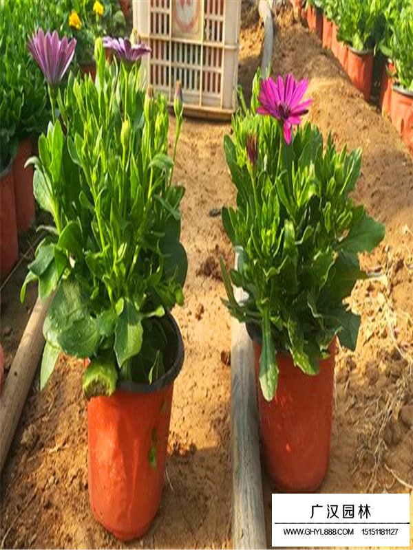 南非萬壽菊主要的價(jià)值(圖3)