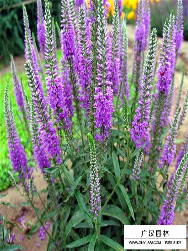 婆婆納種子的價(jià)格(圖3)