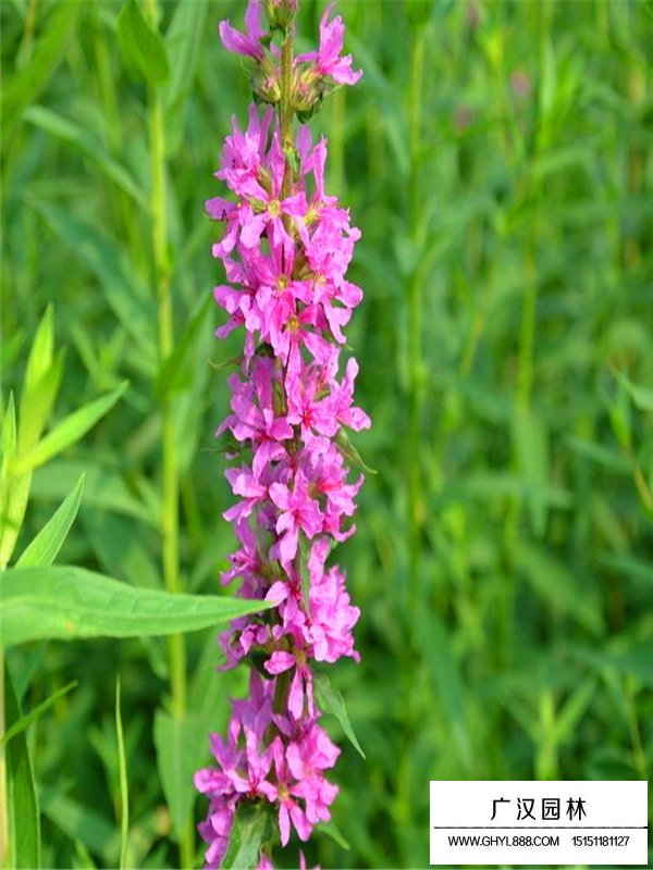 千屈菜繁殖方法(圖1)